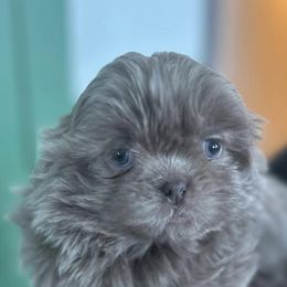 Shih Tzus and Shorkies from Northern Indiana Shih Tzus