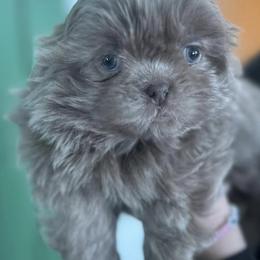 Shih Tzus and Shorkies from Northern Indiana Shih Tzus