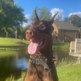 Brick - Doberman Pinscher