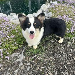 American Corgi and Pembroke Welsh Corgi Puppies from Beebe’s Corgis
