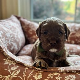 Forrest - Red male Australian Labradoodle puppy in Summerfield, North Carolina from Four Oaks Labradoodles