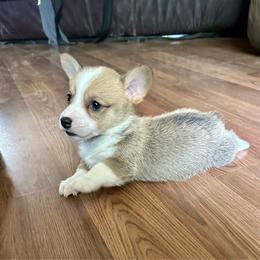 Elsa's sable boy - Sable male Pembroke Welsh Corgi puppy in Clinton, Tennessee from High Hopes Farm
