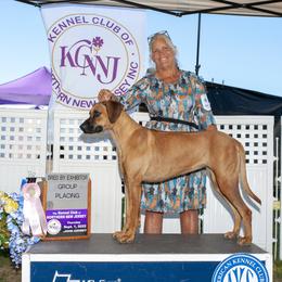 Rhodesian Ridgeback All Grown Up from Abbey Rhode Rhodesian Ridgebacks