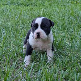 Boy 1 - Black male American Staffordshire Terrier puppy in Conley, Georgia from Cicero Kennels