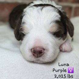 Purple - Tri-color female Bernedoodle puppy in Rockledge, Florida from Stormie's Doodles