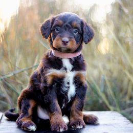 Cotton - Red tri-color female Aussiedoodle puppy in Crete, Nebraska from Doodles & Co