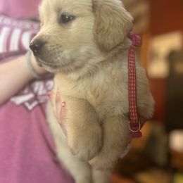 Golden Retriever and Labrador Retriever Puppies from Storm Chasers Retrievers