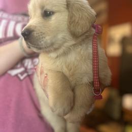 Golden Retriever and Labrador Retriever Puppies from Storm Chasers Retrievers