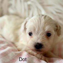 Dot - White female Maltipoo puppy in Wendell, North Carolina from Teddys Teddy Bears
