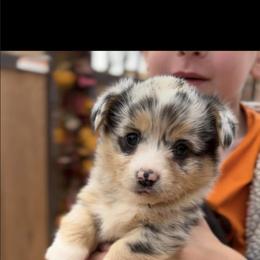 American Corgi and Miniature American Shepherd Puppies from Puppies by Alies
