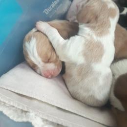 Sunnie - Lemon and white female Basset Hound puppy in Garrett, Indiana from Bad and Boujee Basset Hounds