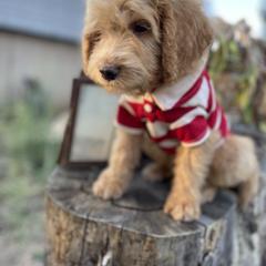 Aussiedoodle, Poodle, and Saint Berdoodle Puppies from Remington Kennels, LLC