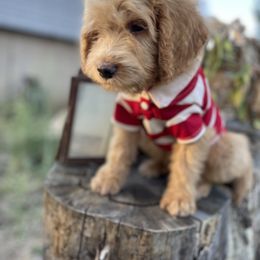 Aussiedoodle, Poodle, and Saint Berdoodle Puppies from Remington Kennels, LLC