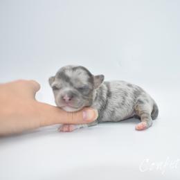 Confetti- TINY - Blue merle female Chihuahua puppy in Bulls Gap, Tennessee from Smokey Mountain Chihuahuas