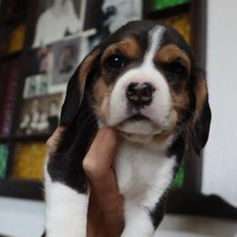 Luna - Black tan and white female Beagle puppy in Susanville, California from Homegrown Beagles