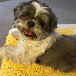Tessa Brynn - Black and white female Shih Tzu puppy in Stafford, Virginia from Bayview Pups
