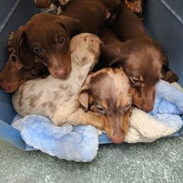 Dachshund All Grown Up from BlackPine Kennels
