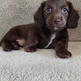 Dachshund and Goldendoodle Puppies from Rustic Acres Dachshunds & Doodles