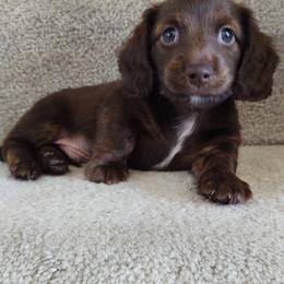 Dachshund and Goldendoodle Puppies from Rustic Acres Dachshunds & Doodles