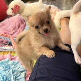 Smiley 4,500 - Blue fawn male Chihuahua puppy in Summerfield, Florida from Uey’s Chihuahuas