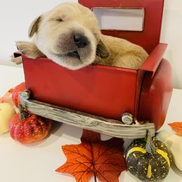 Golden Retriever Puppies from St. Croix Golden Retrievers