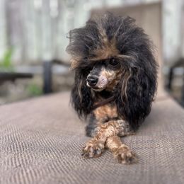 Elektra - Poodle