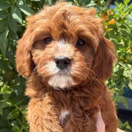 Aubrey - Red female Cavapoo puppy in Tucson, Arizona from Adored Poodle & Doodles