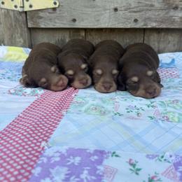 Willow - Chocolate and cream female Dachshund puppy in Squires, Missouri from Hudson’s Hounds