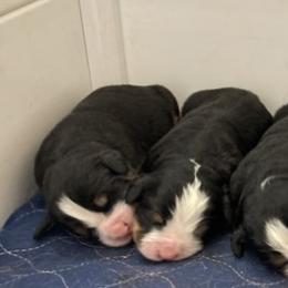 Bernese Mountain Dog Puppies from Blue Peak Berners