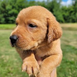 Labrador Retriever Puppies from Blackwoods Labradors