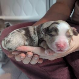 Raspberry - Red merle male Toy Australian Shepherd puppy in Lakeland, Florida from Under the Oak Aussies