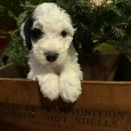 Prancer - Black and white male Bernedoodle puppy in Williamston, South Carolina from Sassy Bob’s Dogs