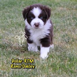 Dollar - Red tri-color male Miniature American Shepherd puppy in Elgin, Oregon from Cross L Miniature American Shepherds