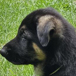 Alaskan Malamutes and German Shepherds from Snowybleu Kennels