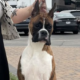 Oakley - Brindle Boxer puppy in Elyria, Ohio from Just-A-Wyn Boxers