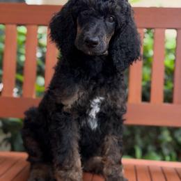 Wanda ( Scarlet Witch) - Phantom female Poodle puppy in Lecanto, Florida from Lecanto Puppy
