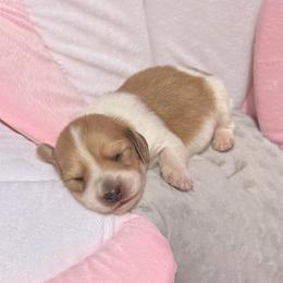 Cream Piebald Boy AKC LIMITED - Piebald male Dachshund puppy in Pauls Valley, Oklahoma from Simply Happy Dachshunds