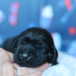 Molly - Black female Labrador Retriever puppy in Williamston, South Carolina from Dutton Dog Co & Dalla Grazia Doberman