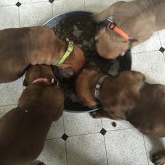 Bullmastiff Puppies from McDonald’s Bullmastiffs