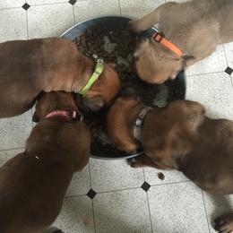 Bullmastiff Puppies from McDonald’s Bullmastiffs