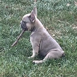 French Bulldog Puppies from EMF