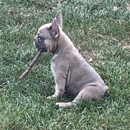 French Bulldog Puppies from EMF