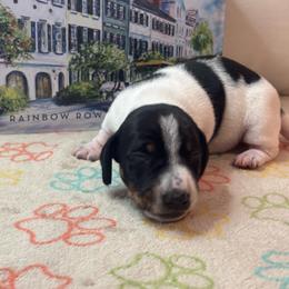 AKC Black Tan Piebald - Piebald male Dachshund puppy in Summerville, South Carolina from Funk's Four-Legged Friends