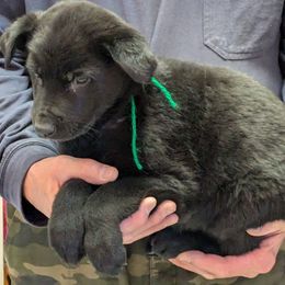 Boy 2 - German Shepherd puppy from High Country German Shepherds