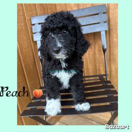 Peach - Tri-color female Bernedoodle puppy in Godwin, North Carolina from Farm Sweet Farm Doodles