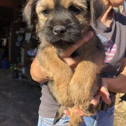 Border Terrier Puppies from Jessica’s Border Terriers