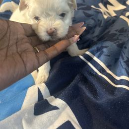 Boy 2 - White male Morkie puppy in Missouri from Josephine's Morkies