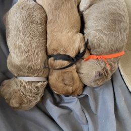 Goldendoodle Puppies from Angel’s Goldendoodle Pups