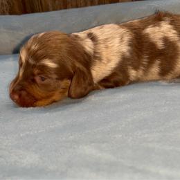 Reeces - Dapple male Dachshund puppy in Gainesville, Texas from Diamond B Doxies
