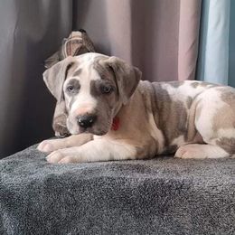 Great Danes from Spring Creek Danes